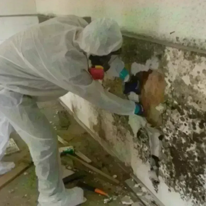 Mold Remediation and Removal in Shamrock, TX